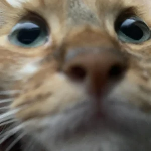 sachi