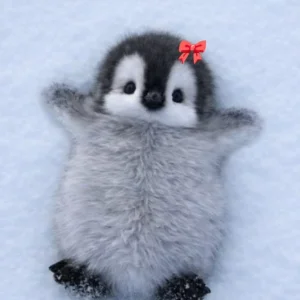 K-drama Pengu