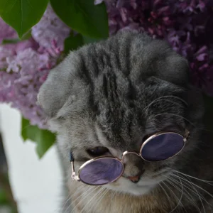Gece Kuşu