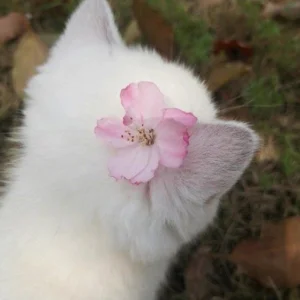 ♡_꒰ meyoss ꒱_♡