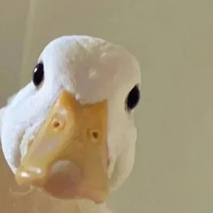 cukulataa¹⁴³